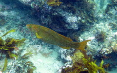 Olisthops cyanomelas