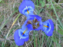 Iris unguicularis