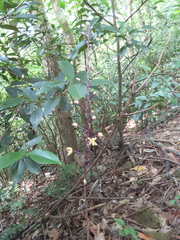 Aphyllorchis montana