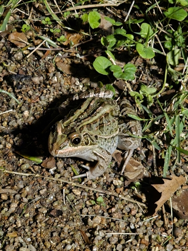Wrestler Frog