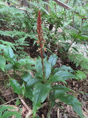 Goodyera rubicunda