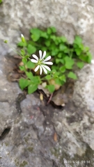 Stellaria cuspidata