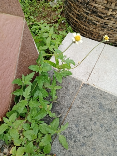 Tridax procumbens