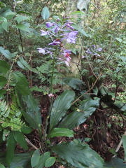 Calanthe masuca