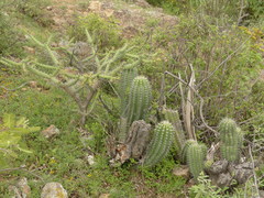 Stenocereus treleasei