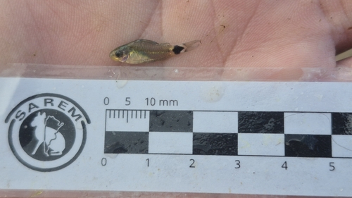 Catfish (Corydoras hastatus) — Callichthyidae — 2