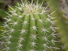 Stenocereus treleasei