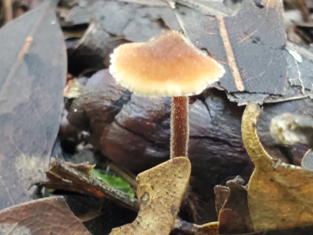 Auriscalpium vulgare · December 2025 · photo: © arlenedevitt (iNaturalist, cc-by)