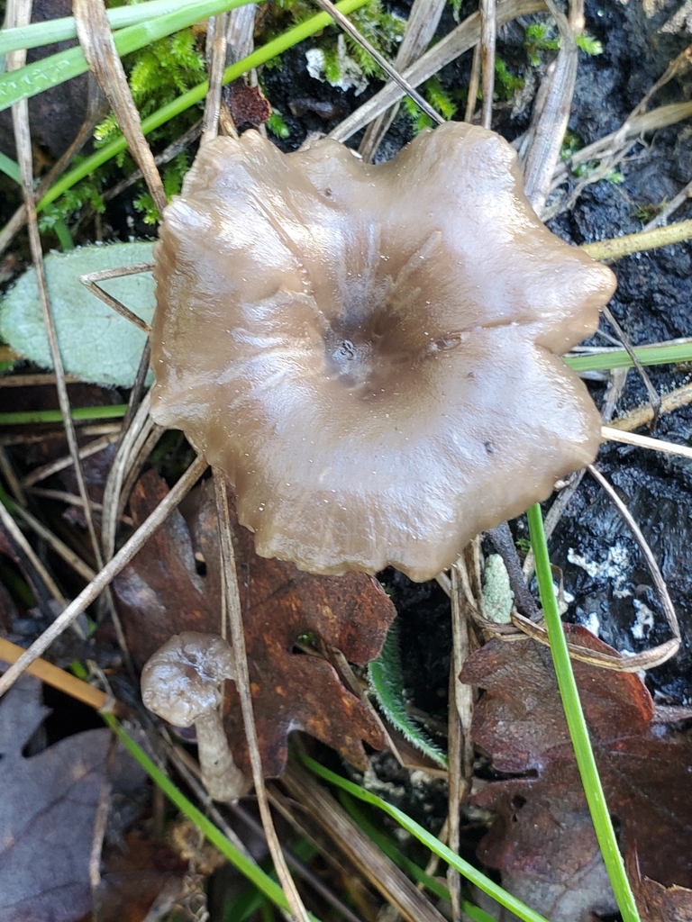 Pseudoclitocybe cyathiformis · December 2025 · photo: © arlenedevitt (iNaturalist, cc-by)