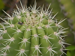 Stenocereus treleasei