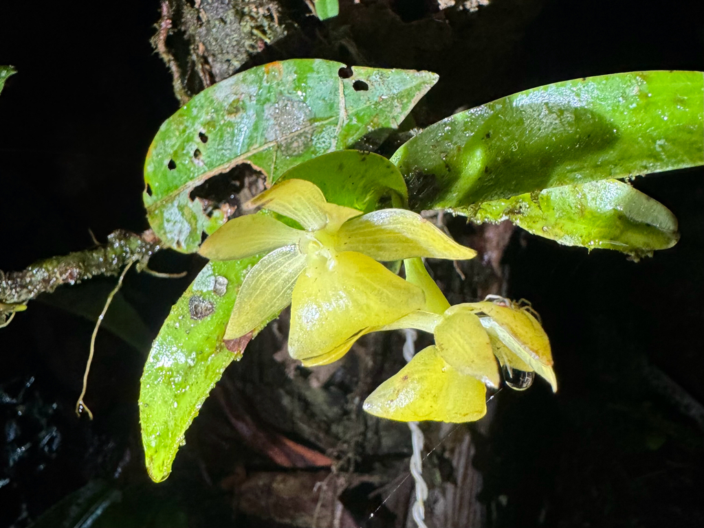 Epidendrum hunterianum Schltr. 3