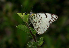Belenois gidica abyssinica
