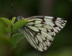 Belenois gidica abyssinica