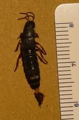 Platydracus fulvipes