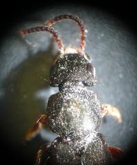 Platydracus fulvipes