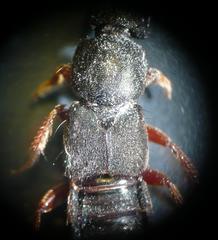 Platydracus fulvipes