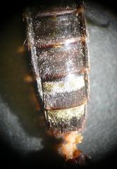 Platydracus fulvipes