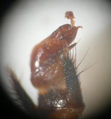 Platydracus fulvipes