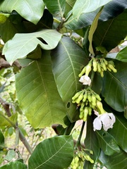 Tabernaemontana pachysiphon, photograph author not stated, no rights reserved