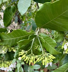 Tabernaemontana pachysiphon, photograph author not stated, no rights reserved