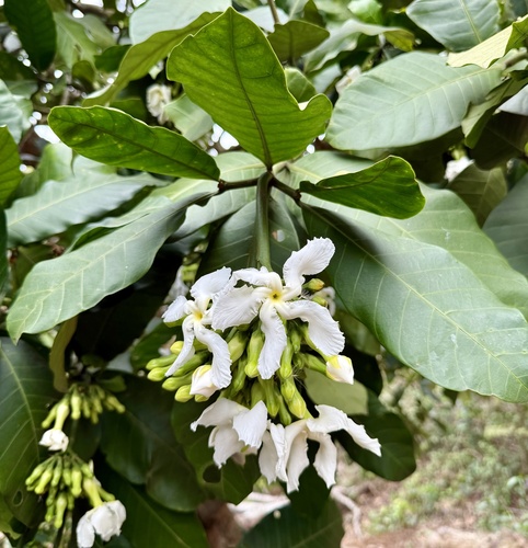 Tabernaemontana pachysiphon (Tabernaemontana pachysiphon)