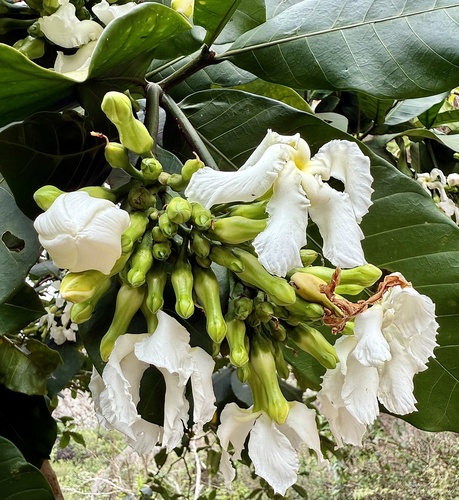 Tabernaemontana pachysiphon, photograph 5
