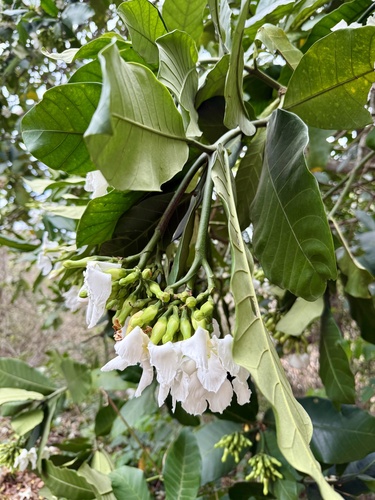 Tabernaemontana pachysiphon, photograph 2