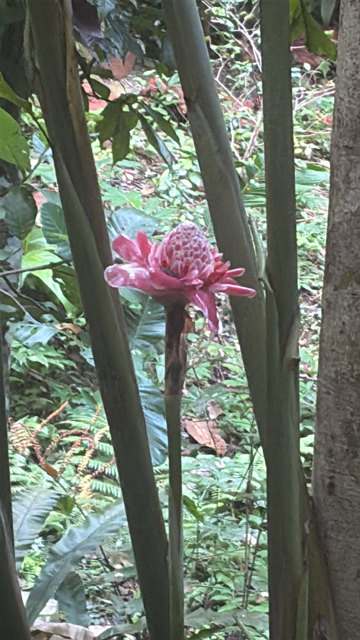 Torch ginger