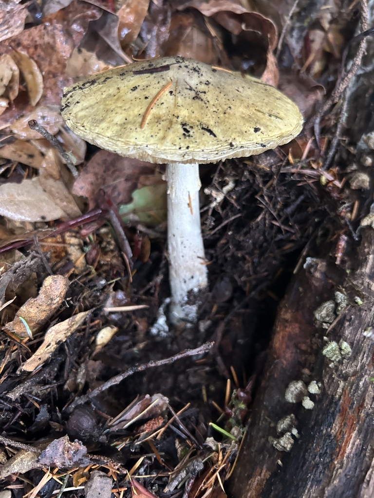 Amanita phalloides · December 2025 · photo: © nettiecat (iNaturalist, cc-by)