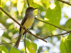 Myiarchus cephalotes