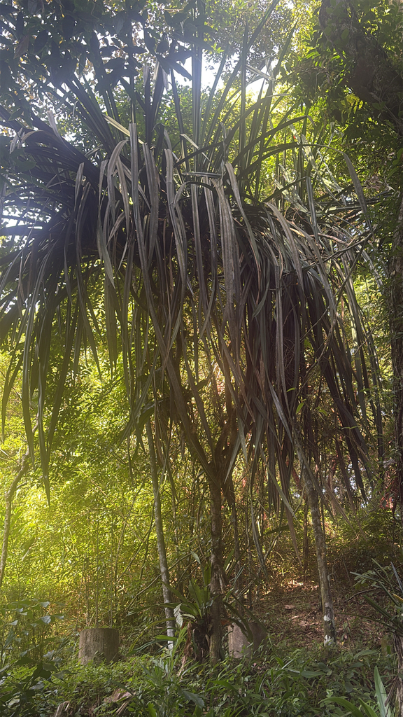 Pandanus penangensis