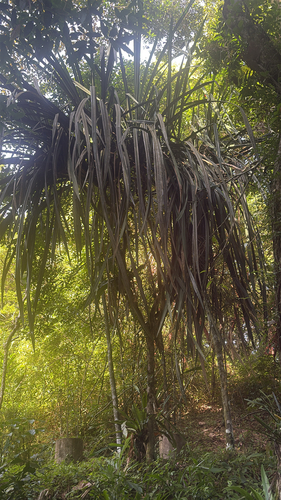 Pandanus furcatus observed 2026-01-01