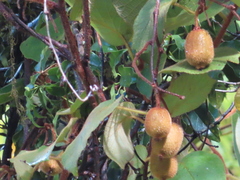 Actinidia setosa