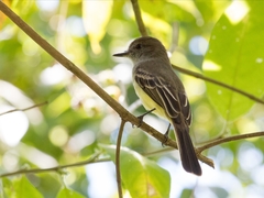 Myiarchus cephalotes
