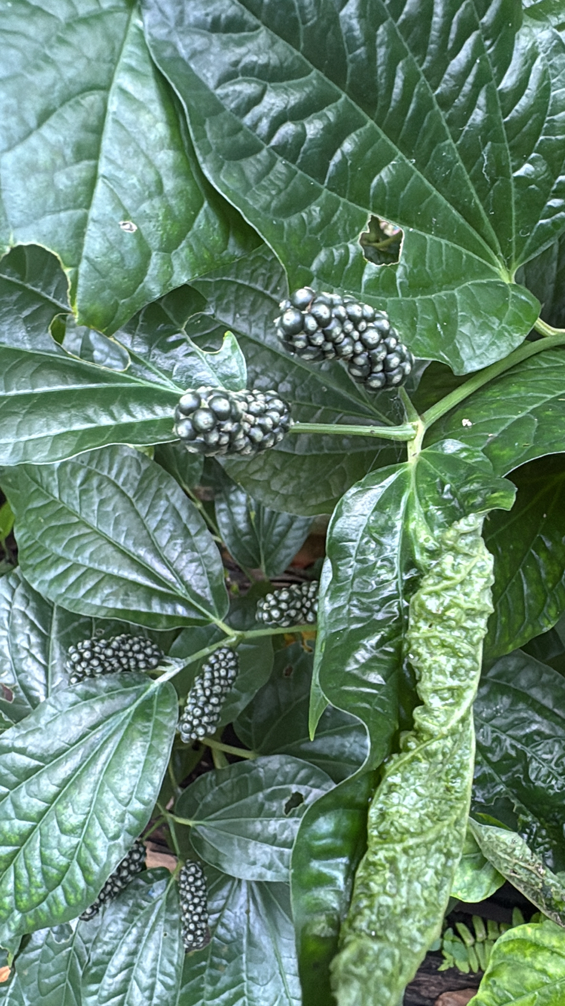 Wild betel
