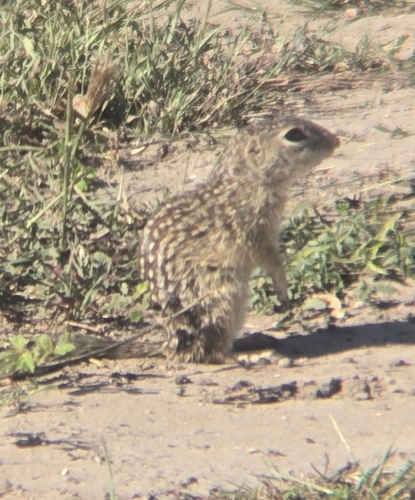 Rio Grande Ground Squirrel observed by tcutshaw