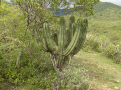 Myrtillocactus schenckii