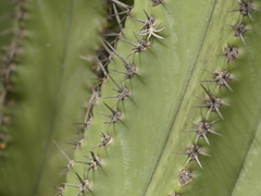 Myrtillocactus schenckii