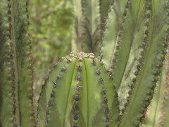 Myrtillocactus schenckii