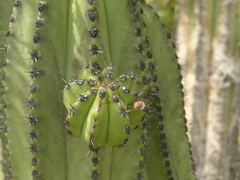 Myrtillocactus schenckii