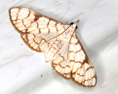 Aphytoceros lucusalis