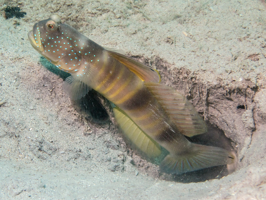 Cebu Shrimpgoby