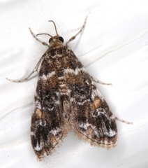 Elophila responsalis