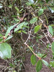 Berberis kawakamii, photograph (c) 銀杏, some rights reserved (CC BY)