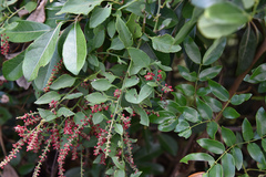 Deeringia amaranthoides