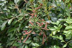 Deeringia amaranthoides