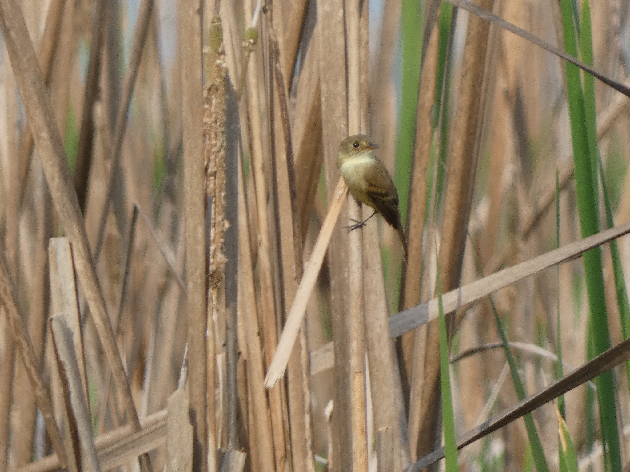 White-throated Flycatcher (Empidonax albigularis), photo 10