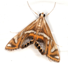 Margarosticha euprepialis