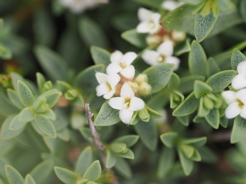 Pimelea prostrata observed 2025-12-30