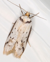 Philobota thiocrossa